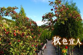 秋色宜人