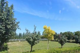 绿树草地
