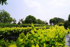 郁郁葱葱