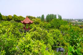 绿树草地